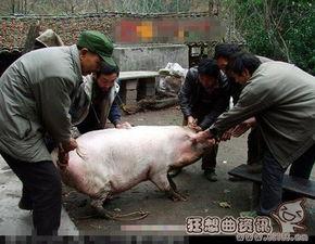 电锯杀猪视频,惊悚揭秘，人性边缘的生死较量